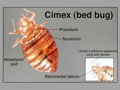 Bedbug Life Stages
